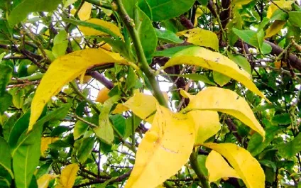 Жовте листя на сливі - причини і що робити (листя) Жовте листя на сливі - причини і що робити