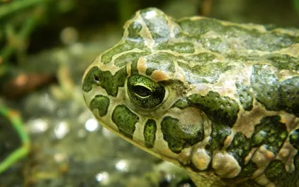 Зелена жаба, жаба зелена (bufo viridis) фото, опис поширення біологія розмноження