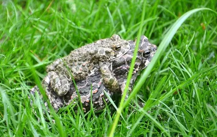 Зелена жаба, жаба зелена (bufo viridis) фото, опис поширення біологія розмноження