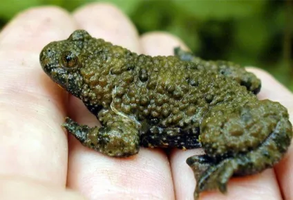 Зелена жаба, жаба зелена (bufo viridis) фото, опис поширення біологія розмноження