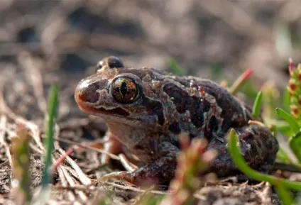 Зелена жаба, жаба зелена (bufo viridis) фото, опис поширення біологія розмноження