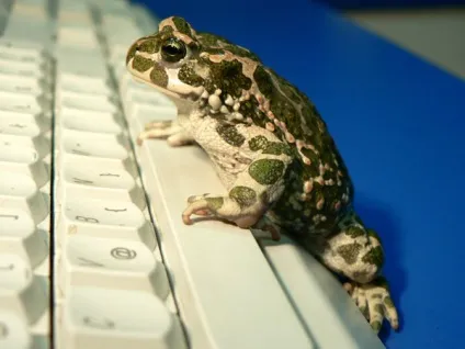 Зелена жаба, жаба зелена (bufo viridis) фото, опис поширення біологія розмноження