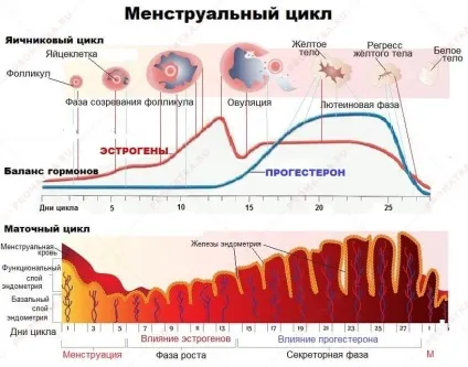 Залозиста гіперплазія ендометрію - лікування, симптоми (гіперплазія) Залозиста гіперплазія ендометрію - лікування, симптоми