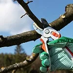 Жінку здивувала сила любові сизранца, який подарував троянду, яка не в'яне довгий час (сизранца) Жінку здивувала сила любові сизранца, який подарував троянду, яка не в'яне довгий час