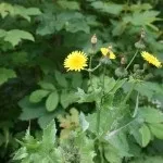 Змійовик (ракові шийки) опис, склад, лікувальні властивості (шийки) Змійовик (ракові шийки) опис, склад, лікувальні властивості
