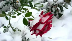 Зимівля троянд на Уралі і в Сибіру