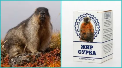 Жир бабака застосування в лікуванні застуди (лікуванні) Жир бабака застосування в лікуванні застуди