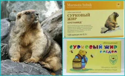 Жир бабака застосування в лікуванні застуди (бабака) Жир бабака застосування в лікуванні застуди
