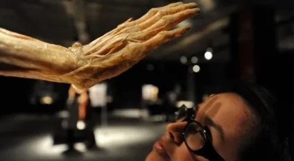 25 Самих страшних і вражаючих фотографій з виставки body worlds - бібліотека туриста (body) 25 Самих страшних і вражаючих фотографій з виставки body worlds - бібліотека туриста