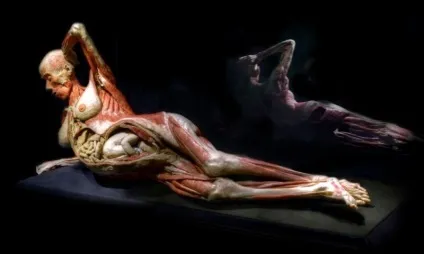 25 Самих страшних і вражаючих фотографій з виставки body worlds - бібліотека туриста (body) 25 Самих страшних і вражаючих фотографій з виставки body worlds - бібліотека туриста