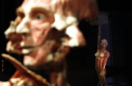 25 Самих страшних і вражаючих фотографій з виставки body worlds - бібліотека туриста (worlds) 25 Самих страшних і вражаючих фотографій з виставки body worlds - бібліотека туриста