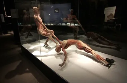 25 Самих страшних і вражаючих фотографій з виставки body worlds - бібліотека туриста (worlds) 25 Самих страшних і вражаючих фотографій з виставки body worlds - бібліотека туриста