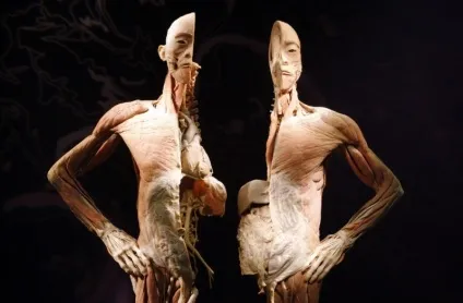 25 Самих страшних і вражаючих фотографій з виставки body worlds - бібліотека туриста (worlds) 25 Самих страшних і вражаючих фотографій з виставки body worlds - бібліотека туриста