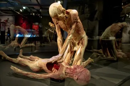 25 Самих страшних і вражаючих фотографій з виставки body worlds - бібліотека туриста (worlds) 25 Самих страшних і вражаючих фотографій з виставки body worlds - бібліотека туриста