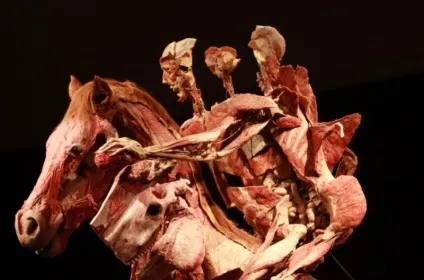 25 Самих страшних і вражаючих фотографій з виставки body worlds - бібліотека туриста (body) 25 Самих страшних і вражаючих фотографій з виставки body worlds - бібліотека туриста