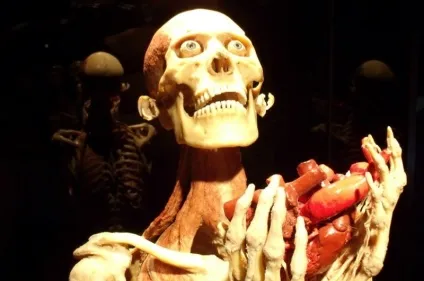 25 Самих страшних і вражаючих фотографій з виставки body worlds - бібліотека туриста (body) 25 Самих страшних і вражаючих фотографій з виставки body worlds - бібліотека туриста