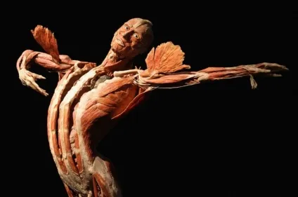 25 Самих страшних і вражаючих фотографій з виставки body worlds - бібліотека туриста (worlds) 25 Самих страшних і вражаючих фотографій з виставки body worlds - бібліотека туриста