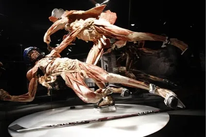 25 Самих страшних і вражаючих фотографій з виставки body worlds - бібліотека туриста (body) 25 Самих страшних і вражаючих фотографій з виставки body worlds - бібліотека туриста
