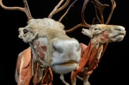 25 Самих страшних і вражаючих фотографій з виставки body worlds - бібліотека туриста (worlds) 25 Самих страшних і вражаючих фотографій з виставки body worlds - бібліотека туриста