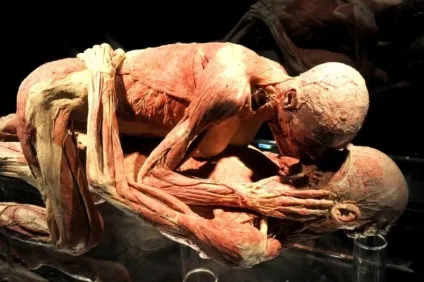 25 Самих страшних і вражаючих фотографій з виставки body worlds - бібліотека туриста (worlds) 25 Самих страшних і вражаючих фотографій з виставки body worlds - бібліотека туриста