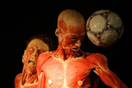 25 Самих страшних і вражаючих фотографій з виставки body worlds - бібліотека туриста (worlds) 25 Самих страшних і вражаючих фотографій з виставки body worlds - бібліотека туриста