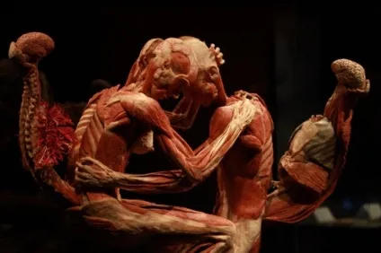 25 Самих страшних і вражаючих фотографій з виставки body worlds - бібліотека туриста (body) 25 Самих страшних і вражаючих фотографій з виставки body worlds - бібліотека туриста