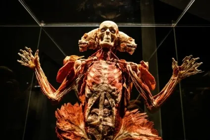25 Самих страшних і вражаючих фотографій з виставки body worlds - бібліотека туриста (body) 25 Самих страшних і вражаючих фотографій з виставки body worlds - бібліотека туриста