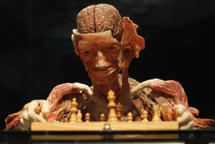 25 Самих страшних і вражаючих фотографій з виставки body worlds - бібліотека туриста (body) 25 Самих страшних і вражаючих фотографій з виставки body worlds - бібліотека туриста