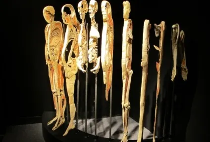 25 Самих страшних і вражаючих фотографій з виставки body worlds - бібліотека туриста (body) 25 Самих страшних і вражаючих фотографій з виставки body worlds - бібліотека туриста