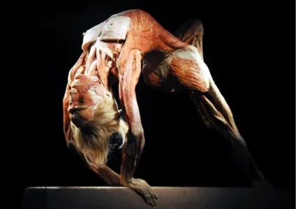 25 Самих страшних і вражаючих фотографій з виставки body worlds - бібліотека туриста (body) 25 Самих страшних і вражаючих фотографій з виставки body worlds - бібліотека туриста