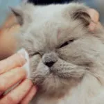 Алергія на курячий білок у кішок, навколо кота (кішок) Алергія на курячий білок у кішок, навколо кота
