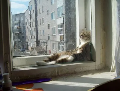 53 Самих смішних сплячих кішок