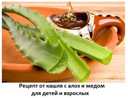 Алое з медом від кашлю, рецепт для дітей і дорослих, сайт про методи лікування докторів Неумивакіна, (лікування народними засобами) Алое з медом від кашлю, рецепт для дітей і дорослих, сайт про методи лікування докторів Неумивакіна,