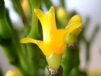 Кактус Хатіора - секрети догляду в домашніх умовах, поради по розмноженню, а також причини і (Хатіора розмноження і догляд) Кактус Хатіора - секрети догляду в домашніх умовах, поради по розмноженню, а також причини і
