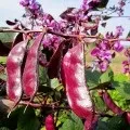 Барбарис Тунберга посадка і догляд, вирощування і розмноження, ти (догляд) Барбарис Тунберга посадка і догляд, вирощування і розмноження, ти