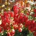 Барбарис Тунберга посадка і догляд, вирощування і розмноження, ти (посадка) Барбарис Тунберга посадка і догляд, вирощування і розмноження, ти