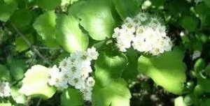 Аневризма аорти симптоми, лікування, лікування народними засобами