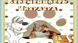 Вагітність і пологи чихуахуа (вагітність) Вагітність і пологи чихуахуа