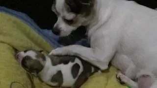 Вагітність і пологи чихуахуа (вагітності собак пологах) Вагітність і пологи чихуахуа