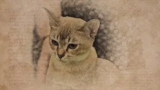 Азіатська таббі фото, опис, характеристика ( «Котики Люди» Київ Гіляровського) Азіатська таббі фото, опис, характеристика