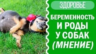 Вагітність і пологи чихуахуа (вагітності собак пологах собак) Вагітність і пологи чихуахуа