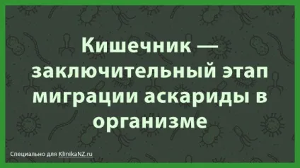 Аскаридоз у дітей способи зараження, симптоми і лікування аскарид у дитини (дітей) Аскаридоз у дітей способи зараження, симптоми і лікування аскарид у дитини