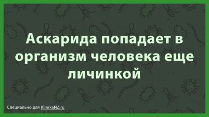 Аскаридоз у дітей способи зараження, симптоми і лікування аскарид у дитини (дітей) Аскаридоз у дітей способи зараження, симптоми і лікування аскарид у дитини