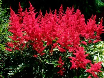 Астильба (фото) поради щодо правильної посадці і догляду від експерта
