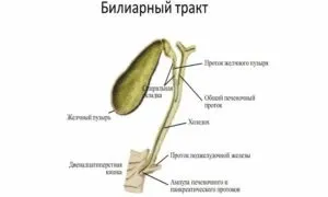 Біліарний тракт патології системи, методи лікування (патології) Біліарний тракт патології системи, методи лікування