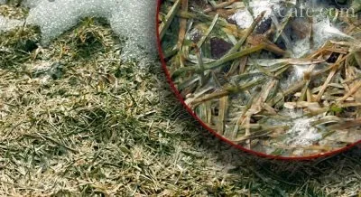 Хвороби і шкідники газону і як з ними боротися огляд методів (боротися) Хвороби і шкідники газону і як з ними боротися огляд методів