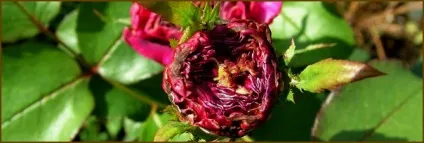 Хвороби троянд, опис, симптоми, заходи лікування (хвороби) Хвороби троянд, опис, симптоми, заходи лікування