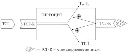 Хвороби щитовидної залози щитовидна залоза складається з фолікулів, інтерфоллікулярних острівців (складається) Хвороби щитовидної залози щитовидна залоза складається з фолікулів, інтерфоллікулярних острівців