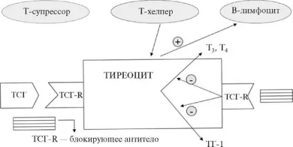 Хвороби щитовидної залози щитовидна залоза складається з фолікулів, інтерфоллікулярних острівців (щитовидна) Хвороби щитовидної залози щитовидна залоза складається з фолікулів, інтерфоллікулярних острівців