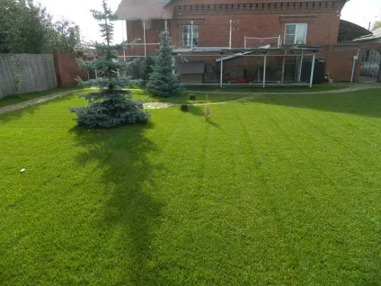 Хвороби газону - як не допустити або позбудеться від шкідників газону (фото приклади) (приклади) Хвороби газону - як не допустити або позбудеться від шкідників газону (фото приклади)